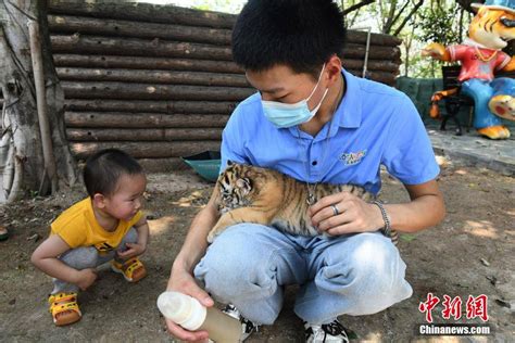 重庆：五胞胎人工饲养虎宝宝首次与游客见面-搜狐大视野-搜狐新闻