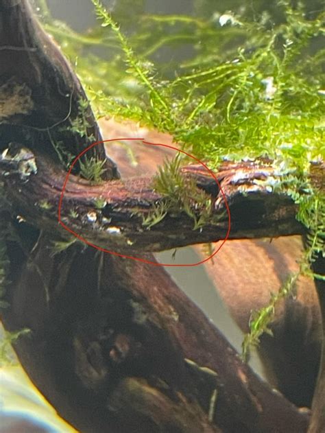 Image result for Growing Java Moss