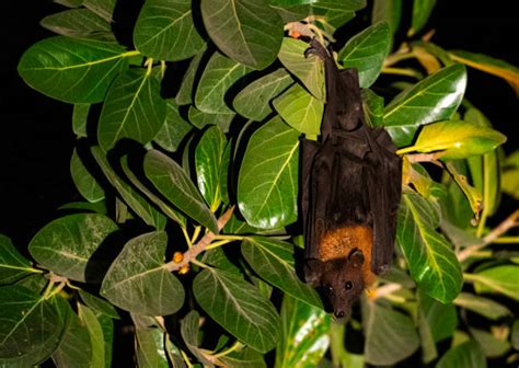 Image result for Bat Pollination