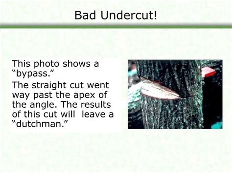 Image result for Felling Tree Undercut