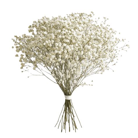 30 Stems of Baby's Breath Gypsophilia White | GlobalRose Wholesale Flowers