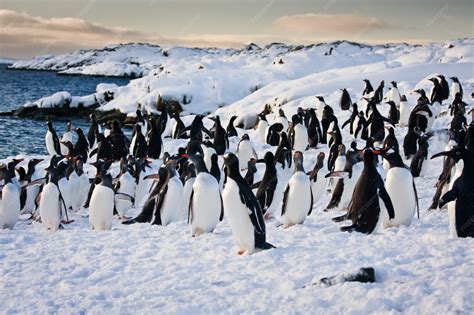 Premium Photo | Large group of penguins