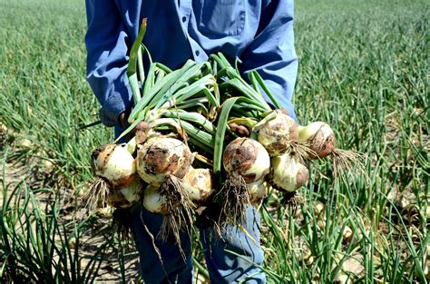 Get to Know Walla Walla Wine | Wine Folly