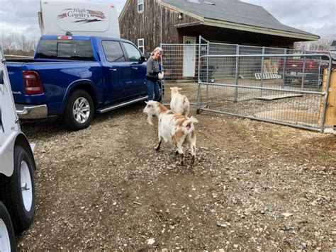 Image result for Loading Goats On Trailer