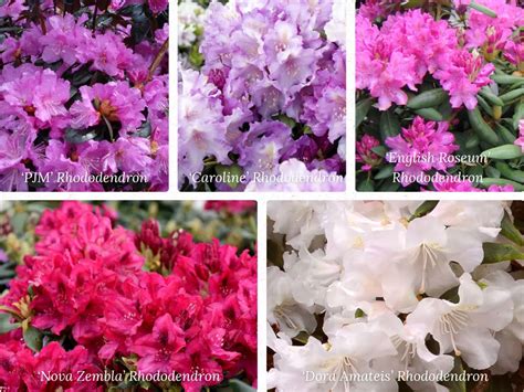 Image result for Website Module