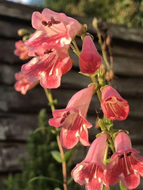 Image result for iPhone 7 Plus Camera Test