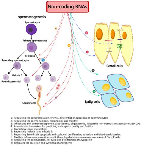 Exploring the Characters of Non-Coding RNAs in Spermatogenesis and Male ...