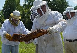 beekeepers 的图像结果