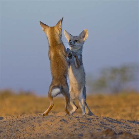 Following The Desert Fox - slide12 | Nature inFocus