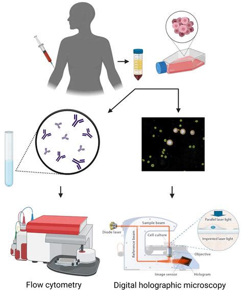 Circulating Tumor Cell Models Mimicking Metastasizing Cells In Vitro ...