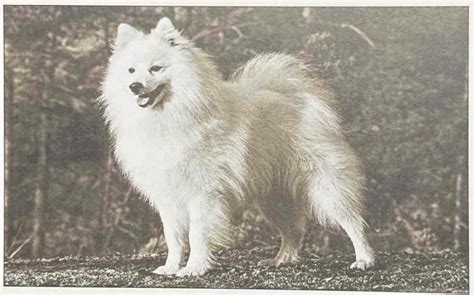 Projects - Japanese Spitz Foundation