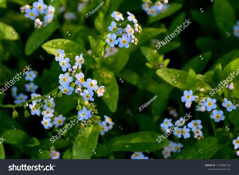 92 Forget Me Not Alaska Images, Stock Photos & Vectors | Shutterstock