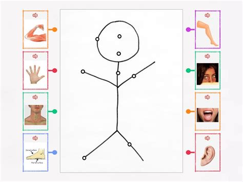 Me1a Science Body Parts - Labelled diagram