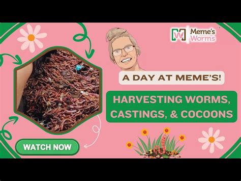 Commercial Worm Production 的图像结果