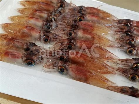 Image result for Alien Predator Goo