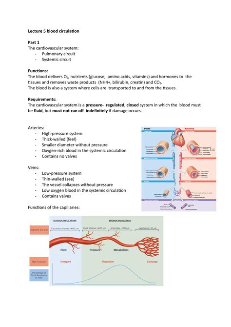 Image result for Pattern of Blood Circulation