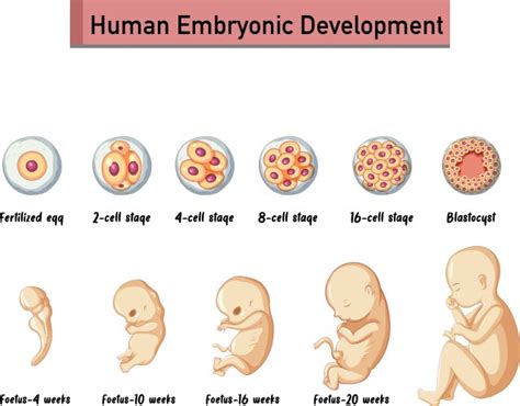 Image result for Types of Embryonic Development
