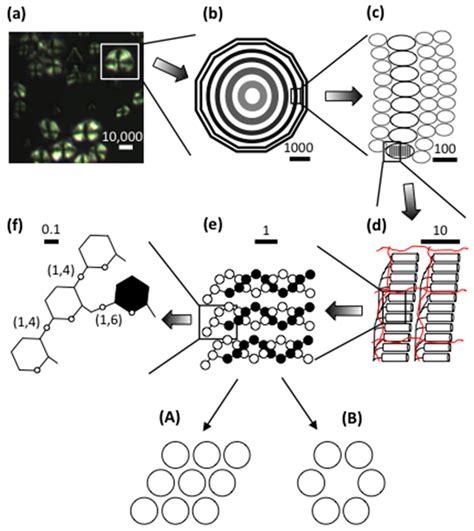 Corn Starch Structure