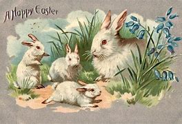 Image result for Show-Me Cute Bunnies