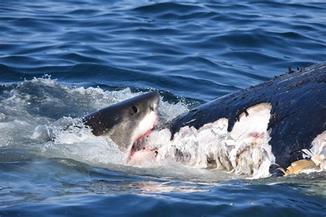 Great White Sharks Eating Whale Orca Vs. Great White Shark: Who Reigns