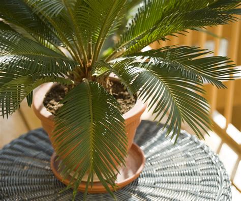 How to care for a sago palm: 3 tips from houseplant experts | Homes and ...