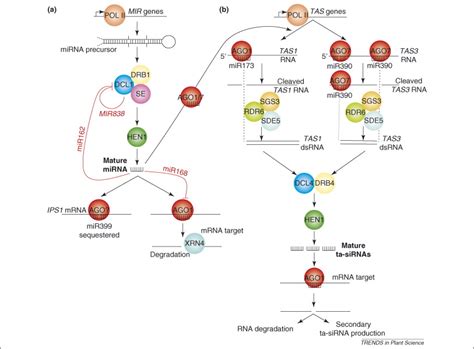 Image result for Gene Expression Control Plant Cells microRNA