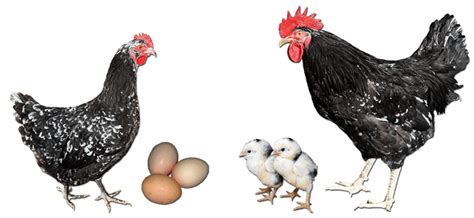 Image result for Mottled Java Chicken