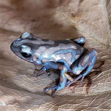 マダラ ヤドクガエル "キャンパナ" Dendrobates auratus "Campana" | Amazonarium