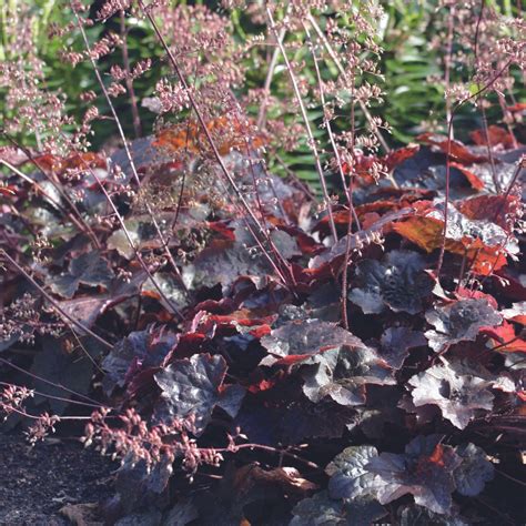 Palace Purple' Coral Bells – Jardineries Botanix