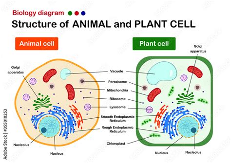 Image result for Basic Structure of a Cell