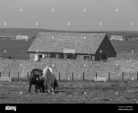 the Shetland island in scotland Stock Photo - Alamy