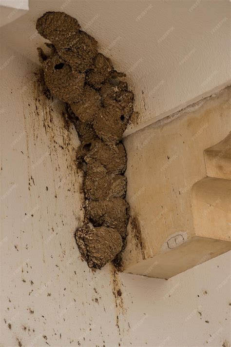 Premium Photo | Termite nest on wall