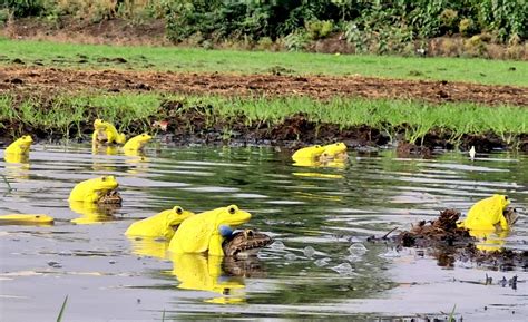 Nature's Yellow Symphony: When Indian Bullfrogs Turn Sunflower Bright ...