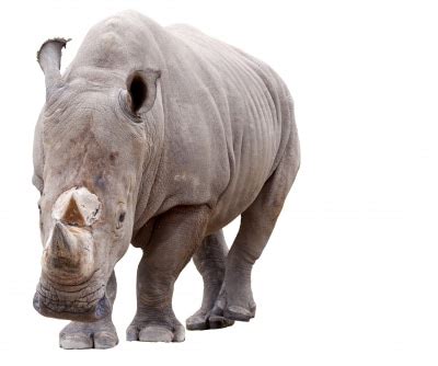 Recruiting Tips MLM 的图像结果