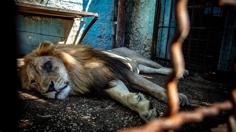 Rescue Lion Lenci - FOUR PAWS International - Animal Welfare Organisation