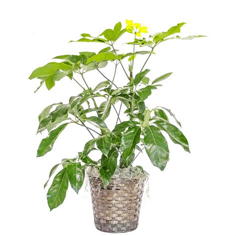 Schefflera Amate • Cross Creek Nursery and Landscape