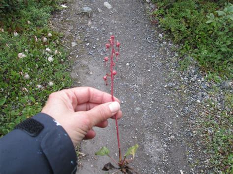 Image result for DNA Barcoding Plants