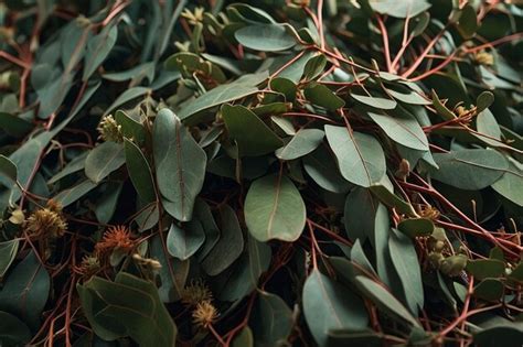 Bundles of dried eucalyptus leaves | Premium AI-generated image