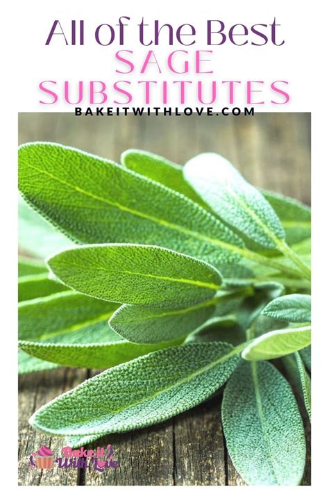 Best Sage Substitute (9 Great Alternatives For Ground Sage!)