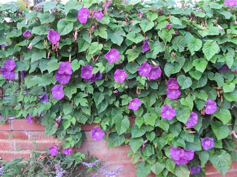 Morning Glory Vine Fence