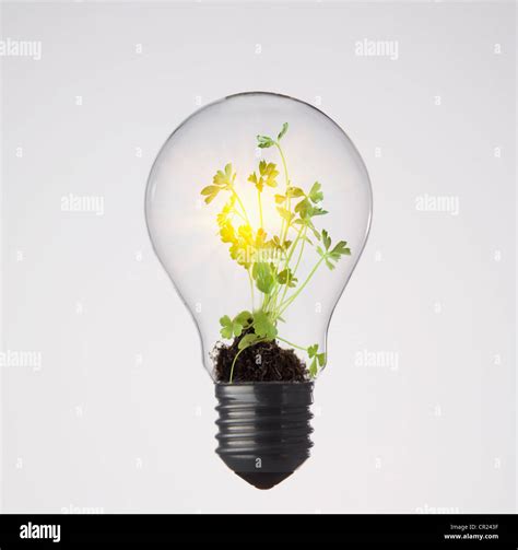 Plants growing in light bulb Stock Photo - Alamy