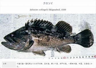 福岛海鱼体内放射性物质超标180倍 的图像结果