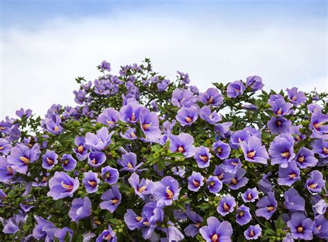 25 Purple ROSE Of SHARON HIBISCUS Syriacus Flower Tree Bush Seeds ...