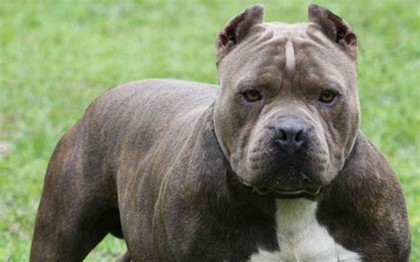 Are Pitbulls The Most Dangerous Dog Breed