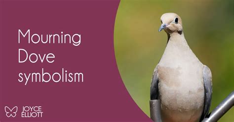 Mourning Dove Symbolism: 7 Powerful Symbols Of Life, Death, and Rebirth ...