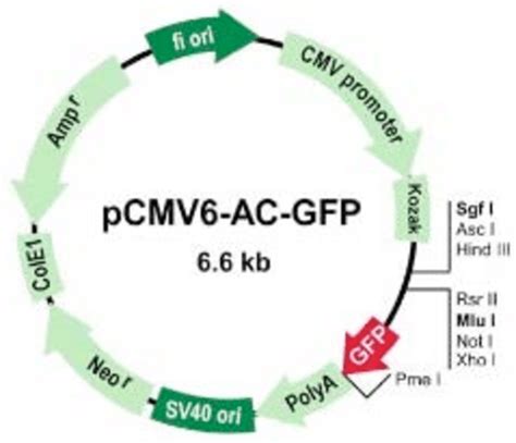 Pcambgfp Vector Map 的图像结果