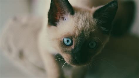 Download wallpaper 1920x1080 kitten, siamese, muzzle, blue-eyed full hd ...