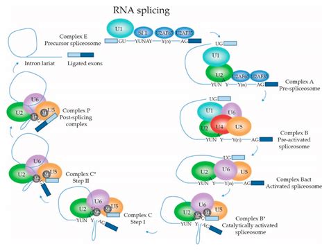 Biology of the mRNA Splicing Machinery and Its Dysregulation in Cancer ...