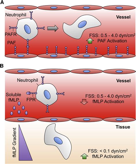 Fluid Shear Stress Increases Neutrophil Activation via Platelet-Activating Factor: Biophysical ... - what increases neutrophils