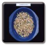 Horticulture :: TNAU :: Varieties :: Flower crops